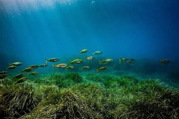 Imagen subacuática del Mar Mediterráneo