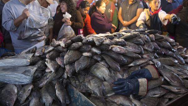 Semana Santa 2022: productores garantizan abasto de pescados y mariscos en Cuaresmadfd