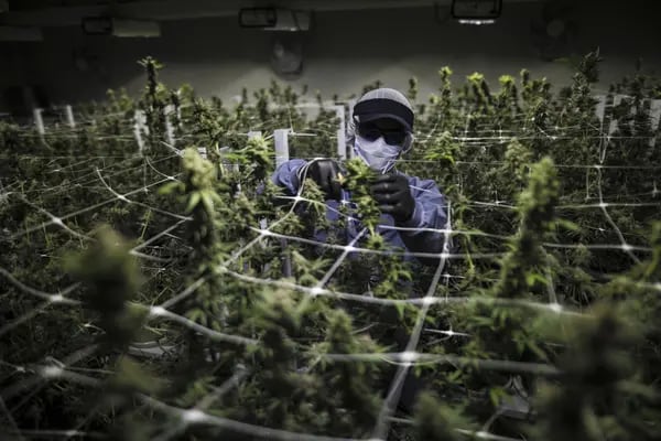 Producción de cannabis en Colombia