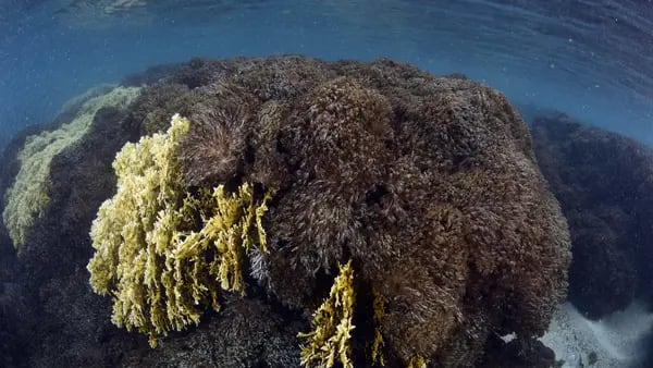 Unomia, el coral asesino que tiene en riesgo a los arrecifes venezolanosdfd