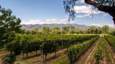 Millonarias inversiones: la apuesta de los vinos bolivianos de Tarija dfd