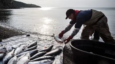 Poluição dos mares coloca em risco a sobrevivência de setores da economia que dependem da pesca