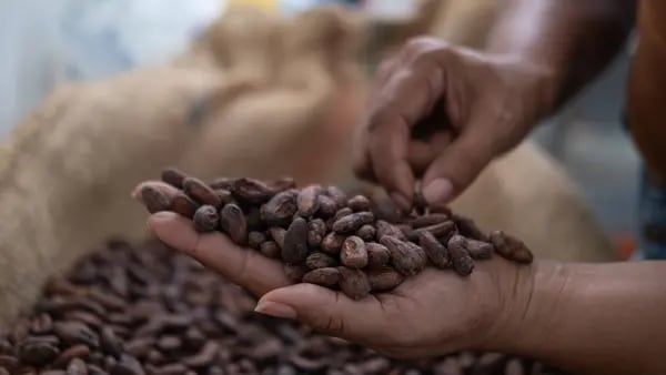 El incesante repunte del cacao está llevando al mercado a un punto de rupturadfd