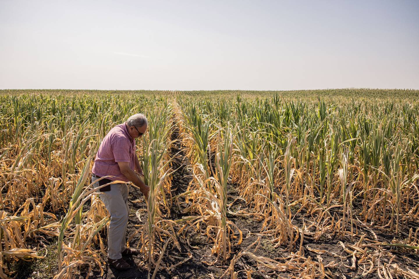 Um agricultor inspeciona milho seco em um campo perto de Hodmezovasarhely, Hungria, em 3 de agostodfd