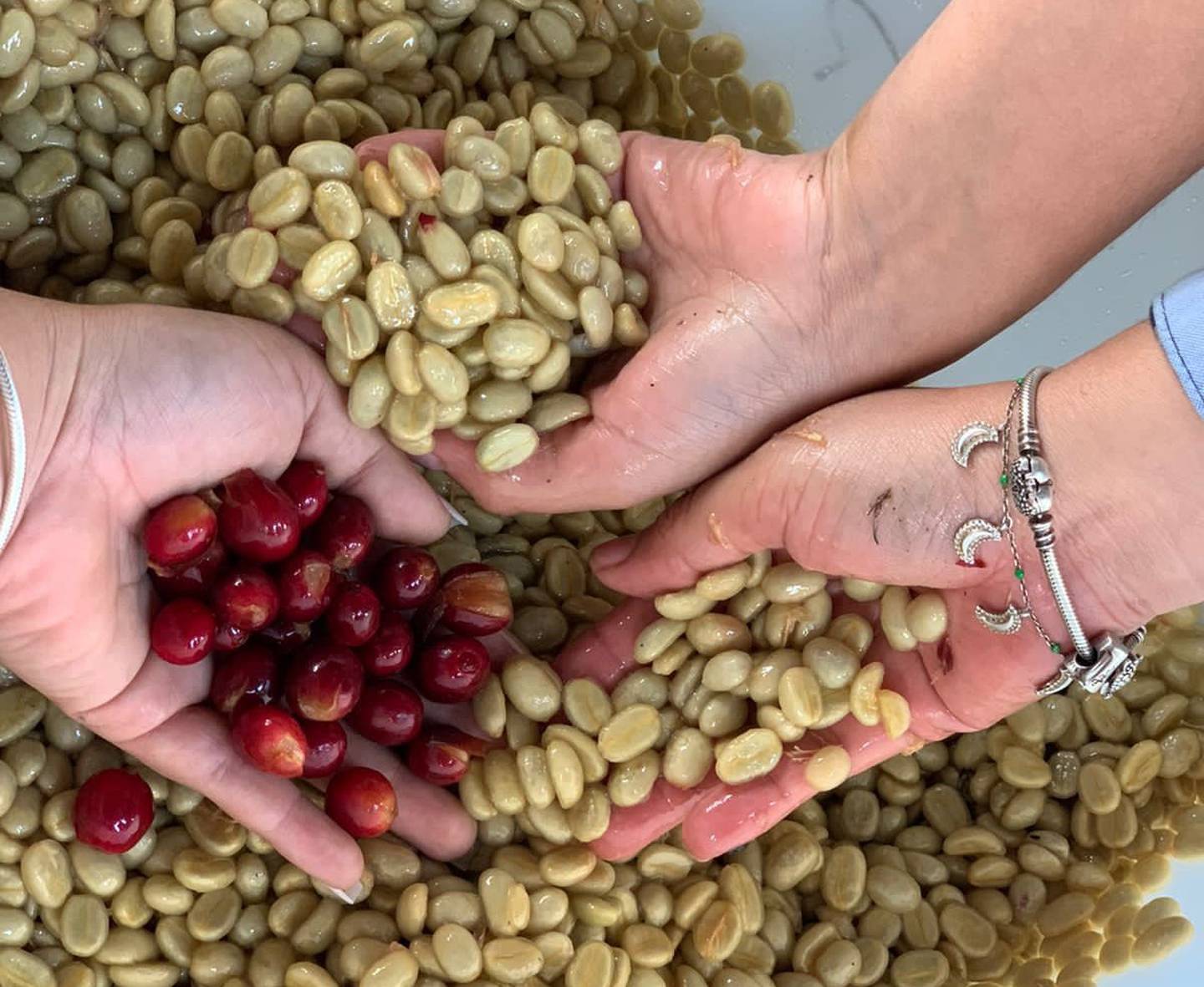 Variedades de café hechas en Centroamérica se cotizan arriba de US$ 100 la libra