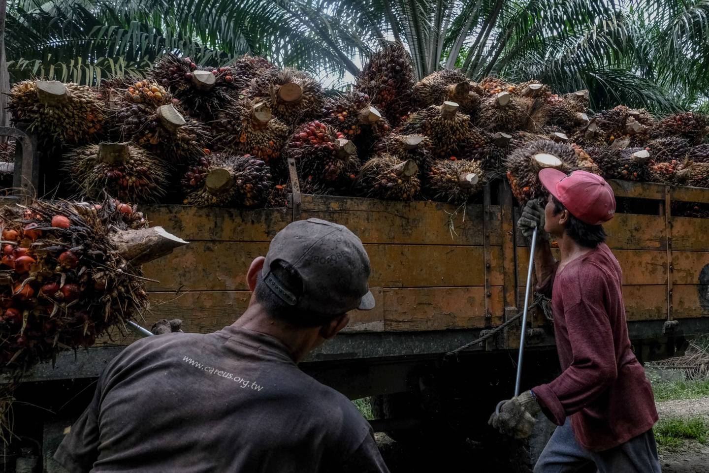 Operações de óleo de palma na Malásia