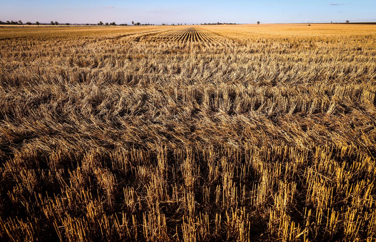 CTNBio libera importação de farinha de trigo feita a partir de trigo geneticamente modificado plantado na Argentina. Moinhos brasileiros querem reverter a decisão