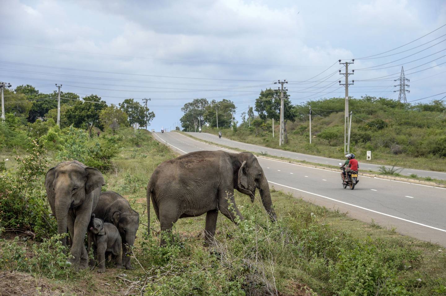 Elefantes en Sri Lankadfd