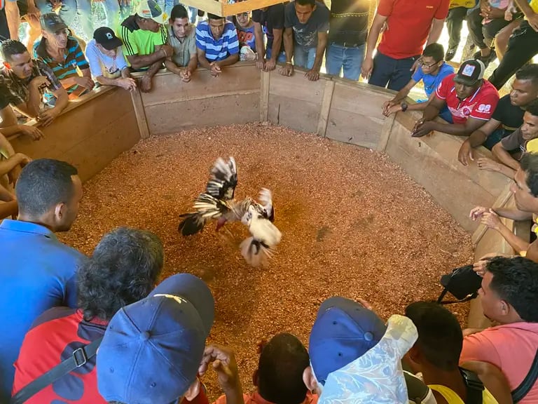 Pelea de gallos en Carúpano, estado Sucre, Venezuela / Raylí Lujándfd
