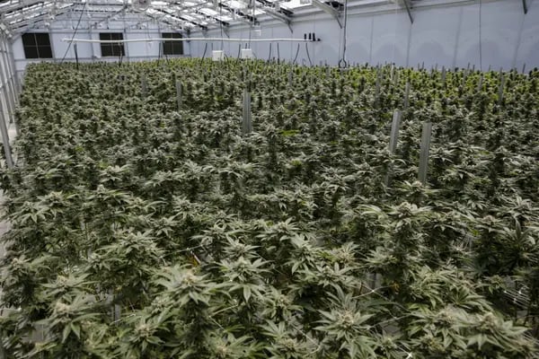 Plantas de cannabis en un invernadero en las instalaciones de Cresco Labs Inc. en Indiantown, Florida, Estados Unidos, el lunes 28 de marzo de 2022.