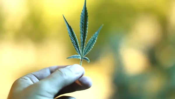 Pharma Firm Aims to Reboot Uruguay’s Cannabis Industry  dfd