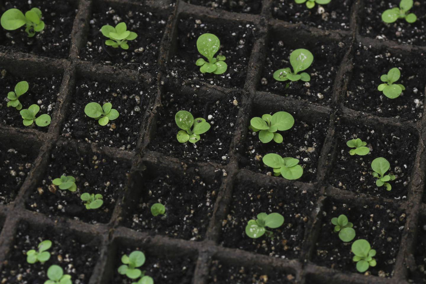 Genetically-modified seedlings