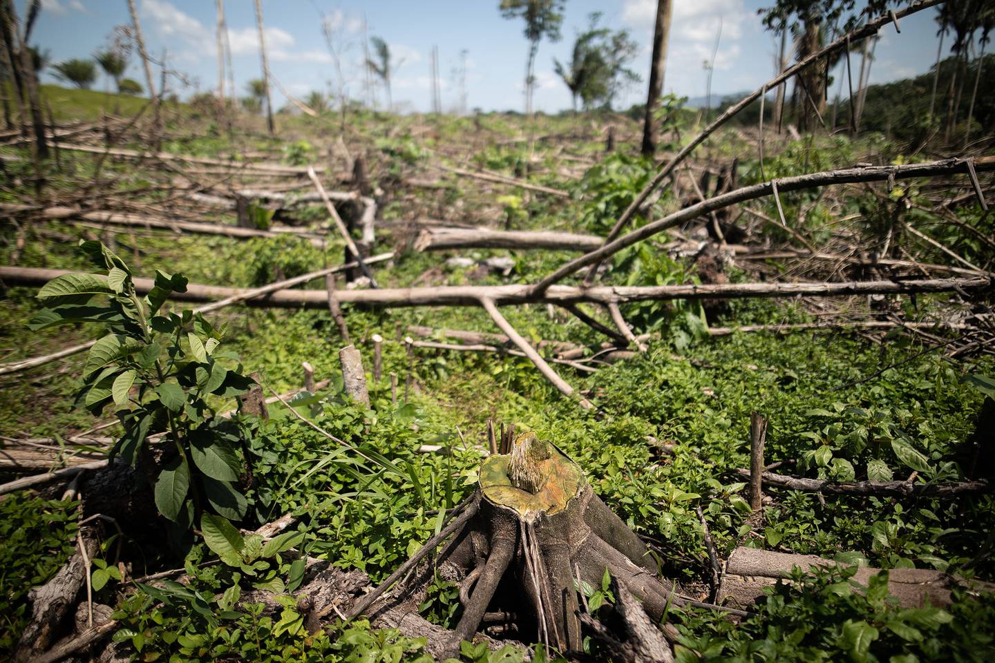 El año pasado fueron destruidas 140.000 hectáreas de la Amazonía colombiana.Fotógrafo: Ivan Valencia / Bloomberg
