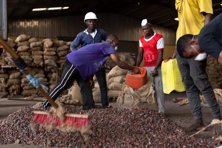 Cacao en Costa de Marfildfd