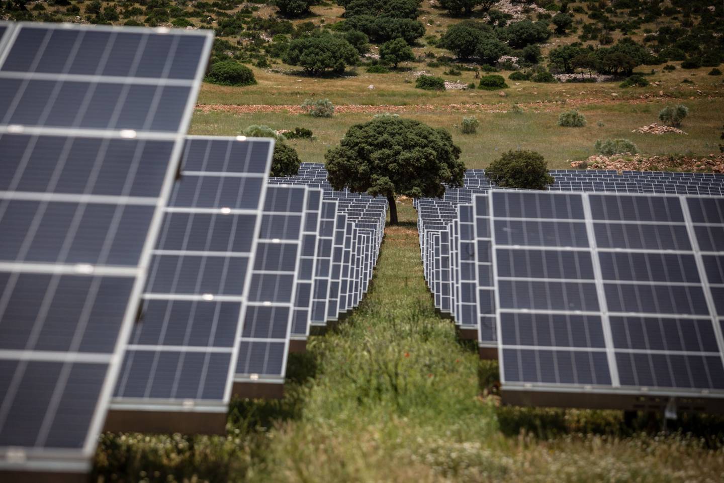 Un árbol crece entre los paneles fotovoltaicos de la planta solar Puertollano II de Iberdrola SA en Puertollano, España, el jueves 19 de mayo de 2022.