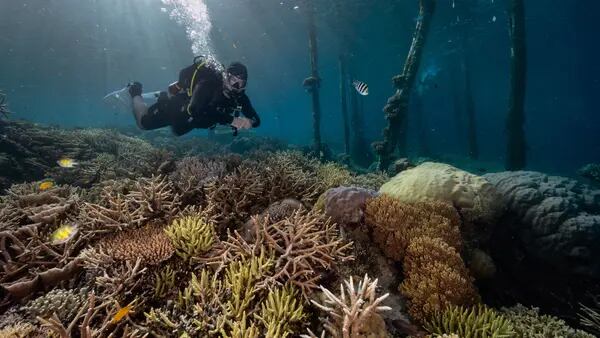 Cartografía de corales del mundo revela más arrecifes de los que se conocíandfd