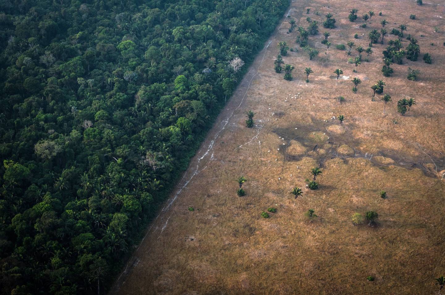 La vegetación sana se encuentra junto a un campo calcinado por el fuego en la selva amazónica del estado de Rondonia, Brasil. Fotógrafo: Leonardo Carrato/Bloombergdfd