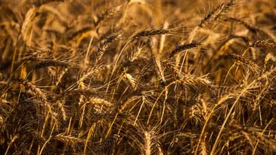 Empresa brasileira quer liberação para importação de farinha argentina produzida com cereal geneticamente modificado.
