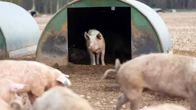 A sow pig in a shed at a farm near Thetford, U.K.