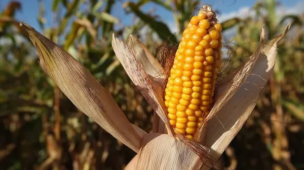 Mientras que los contratos del maíz presentan un aumento de 29,56% en lo que va del año, considerando el lapso de la guerra, el precio de los futuros repuntaron 16,73% para cotizar en US$768,10 por bushel
