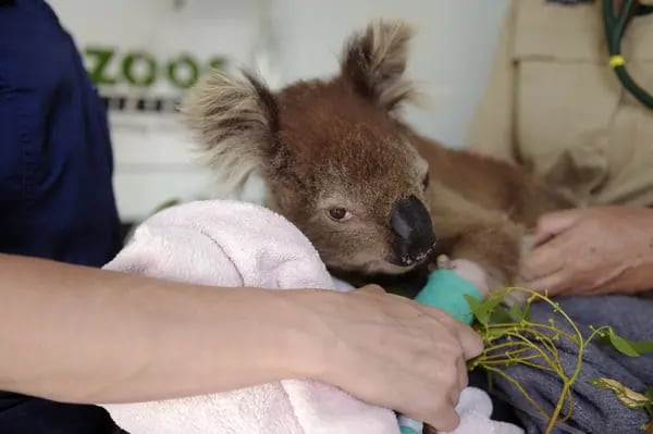 A veterinary nurse tends to a koala recused from an area affected by wildfires in Australia, Jan. 9, 2020.