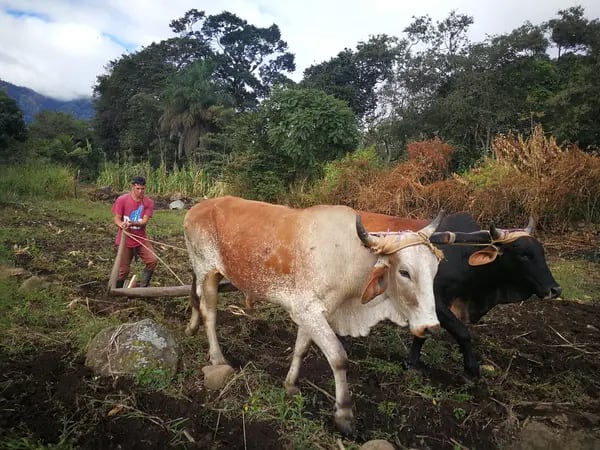 El 80% de la población de Sensenti se dedica a la agricultura y ganadería.