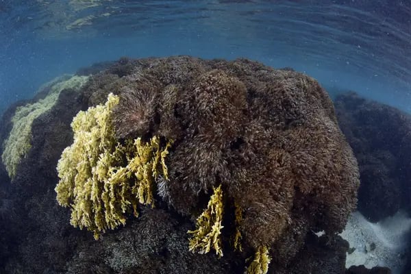 Coral Unomía pone en riesgo a las costas venezolanas