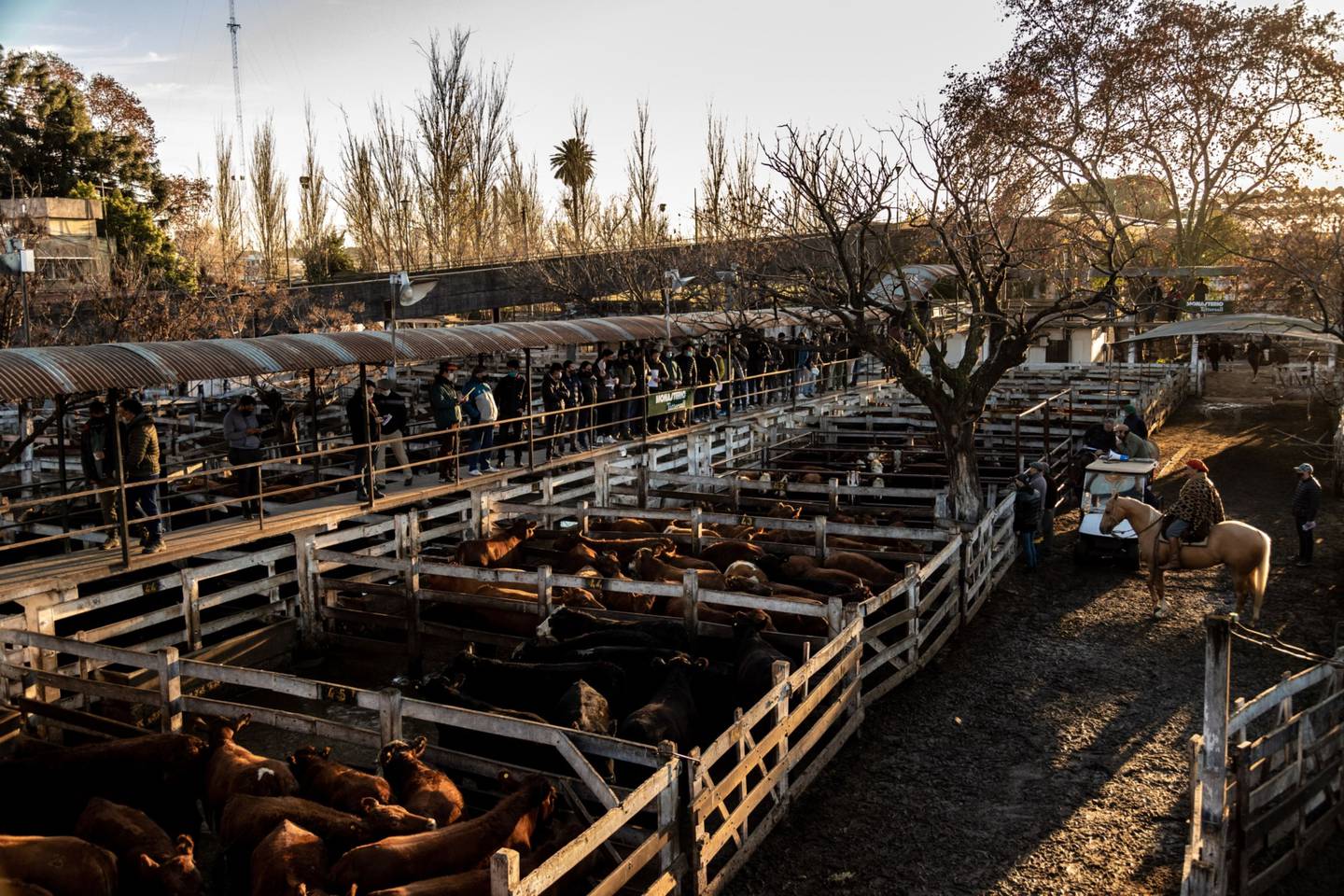 Mercado de carne en Argentina