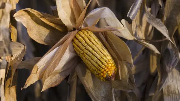 Plano de safra recorde de milho na Argentina tem sido abalado por uma pragadfd