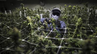 Despidos tocan a industria del cannabis: multinacional colombiana corta personaldfd