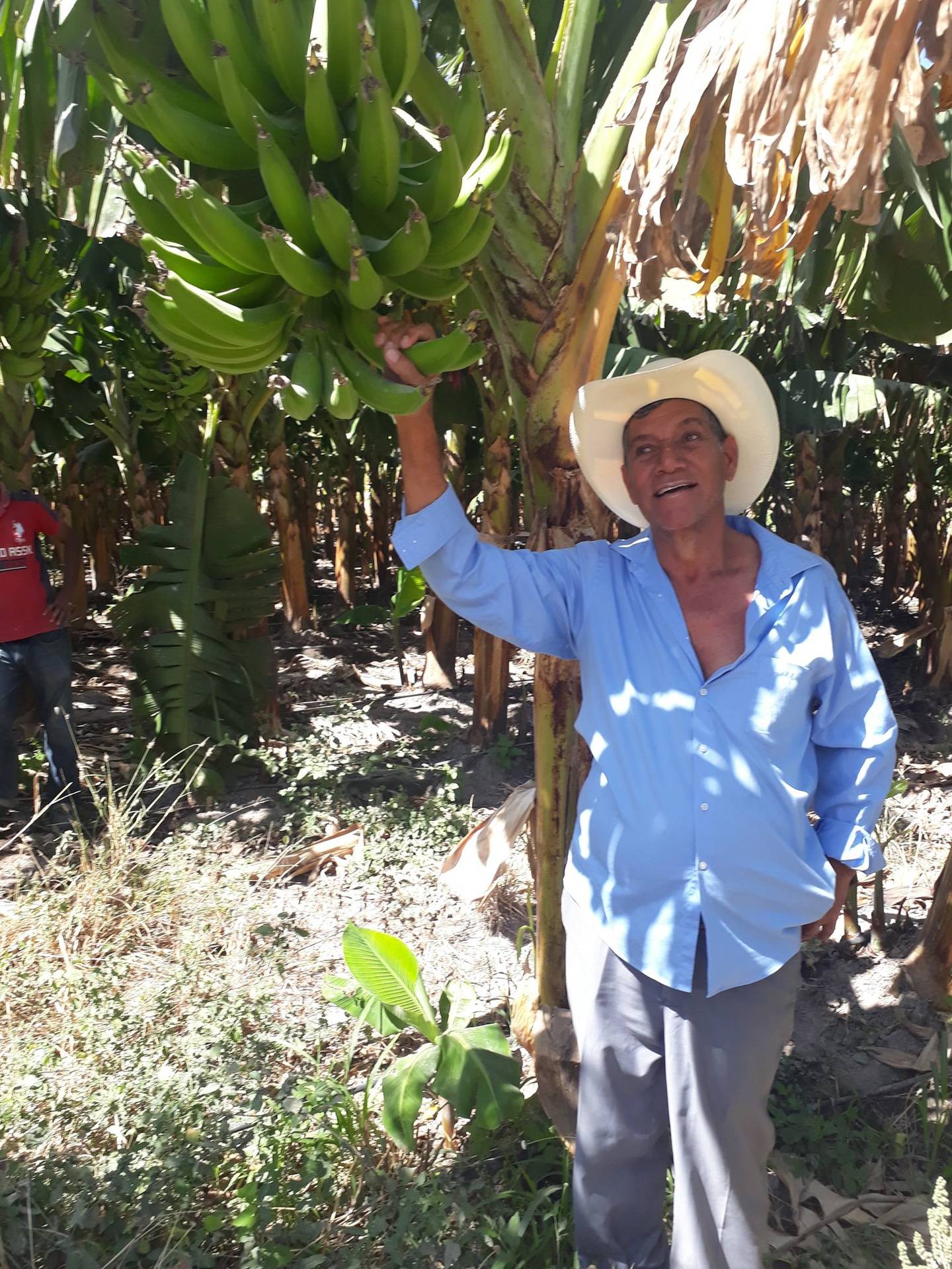 En el municipio de Cane, La Paz se  cultivan unas 100 manzanas de plátano, a través de sistema de riego por goteo.dfd