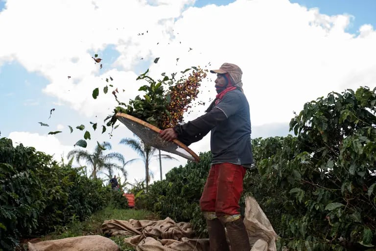 Un trabajador separa las cerezas de café durante la cosecha en una granja en Guaxupe, estado de Minas Gerais.dfd