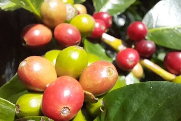 Panamá incrementa la importación de café por desabastecimiento a 90 mil quintalesdfd