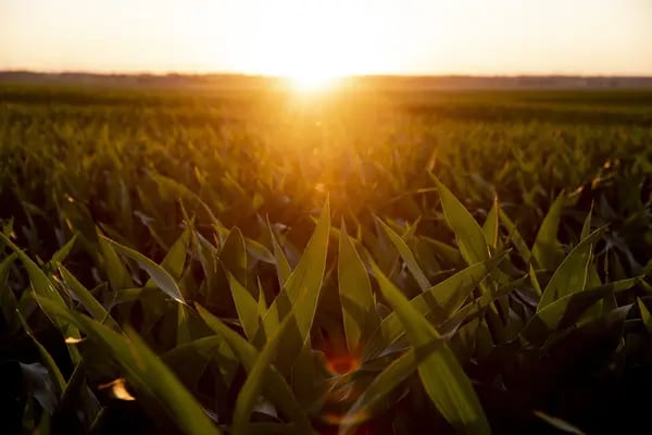 Precios de alimentos aumentarán con fertilizantes en nuevos máximos