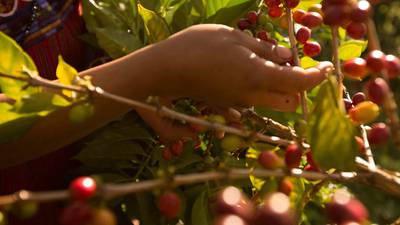 En Honduras, países productores de café debatirán sobre futuro de la industriadfd