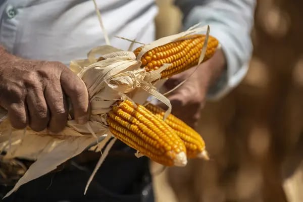 El Niño daña las cosechas en Sudáfrica e impulsa la búsqueda de maíz de Brasil