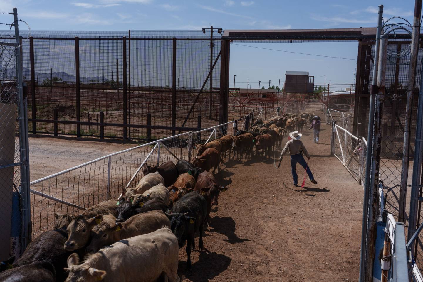 Cattle enter the United States from Mexico at the Santa Teresa International Export/Import Livestock Crossing in Santa Teresa, New Mexico on Tuesday, August 9, 2022. The location is the busiest on the U.S.-Mexico border, crossing more head than anywhere else.dfd