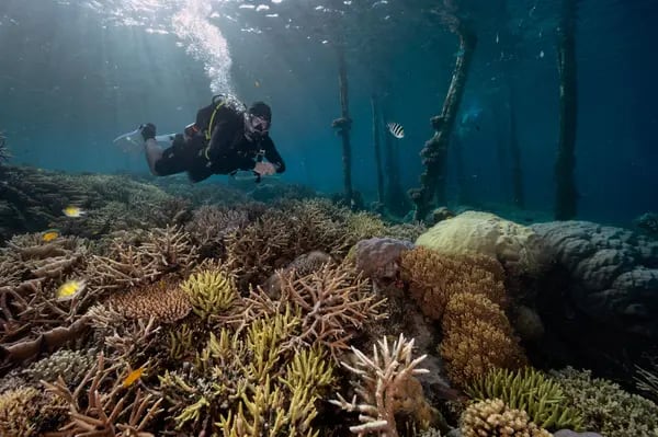 Los arrecifes de coral poco profundos cubren unos 348.000 kilómetros cuadrados (o unas 134.000 millas cuadradas) de la superficie del planeta, un área mayor que el estado de Nuevo México.Fotógrafo: Lillian Suwanrumpha/AFP/Getty Images