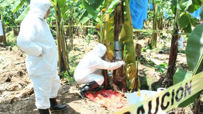 Tres amenazas agrícolas y pecuarias acechan a los cultivos de Centroamérica dfd