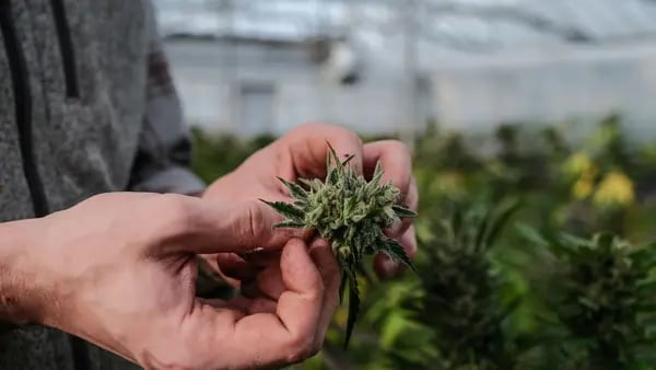 Compra de empresa colombiana en Alemania se reflejará en más cannabis para Europadfd