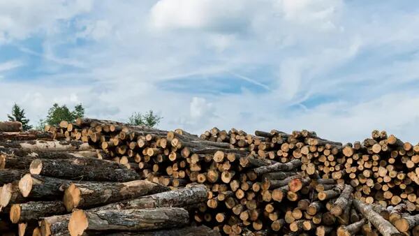 Startup respaldada por Bill Gates utilizará madera para eliminar carbono del airedfd