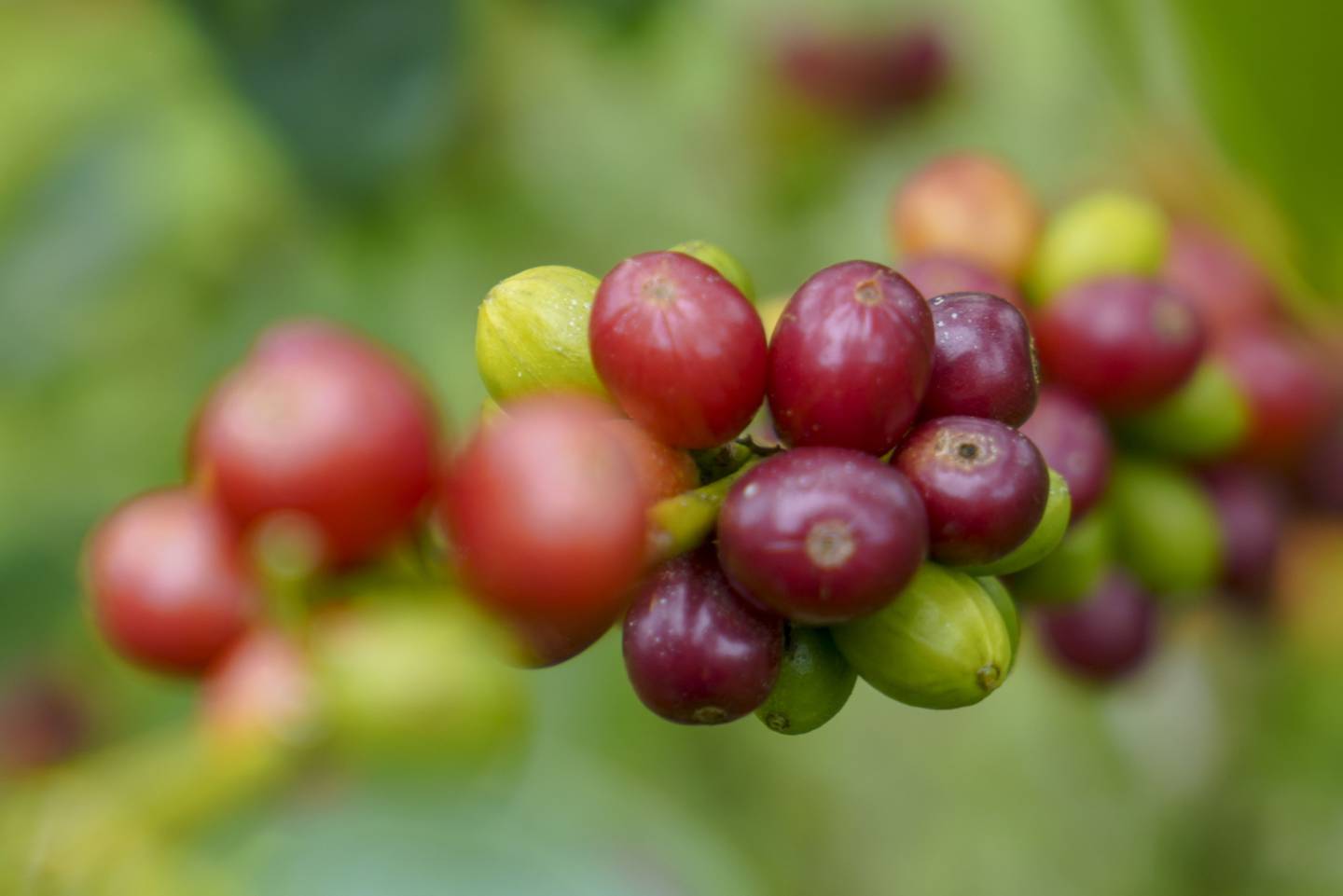 Cerezas de café en una plantación en Turrialba, Costa Rica.