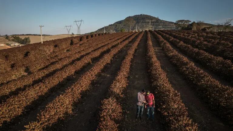 Agricultores verificam plantas de café destruídas pela geada perto de Caconde, no estado de São Paulodfd