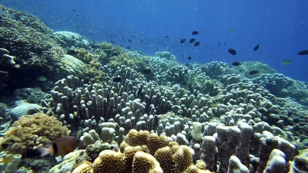 Cómo la IA podría salvar al coral en peligro por el calentamiento de los océanosdfd