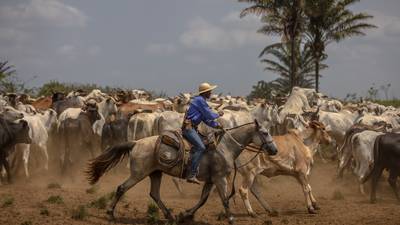 China reanudará importaciones de carne brasileña tras caso de “vaca loca”dfd