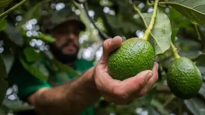 México es el mayor productor mundial de esta fruta, según datos de la Organización de las Naciones Unidas para la Alimentación y la Agricultura (FAO)