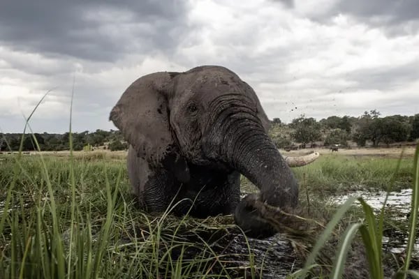 Cerca de 80% da população de elefantes africanos das florestas desapareceu em menos de um século