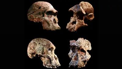 El estudio de los restos de homínidos del género Australopithecus hallados en las cuevas de Sterkfontein, al norte de Johannesburgo sitúa su antigüedad entre 3,4 y 3,6 millones de años (Cortesía: Universidad de Witwatersrand)