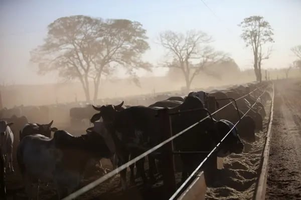 Ganado propiedad del productor brasileño de carne Minerva SA pastan en la ración de alimentos en un rancho operado por Cia Agropecuaria Monte Alegre (CMA) en Barretos, Brasil, el martes, 21 de agosto 2012. Fotógrafo: Dado Galdieri/Bloomberg