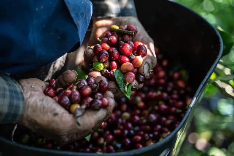 Según las cuentas de Asoexport, los sobrecostos de exportación del café colombiano pueden estar entre 30% y 70%.dfd